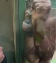 Woman's Kissy Faces Excite Orangutan