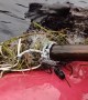Rescuing a Beaver Tangled in Fishing Nets