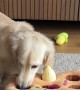 Dachshund Has No Patience for Mental Enrichment Puzzle