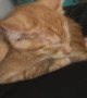 Orange Kitten Sleeps With Leg behind Head