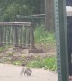 Lady Carrying Pizza Harassed By Hungry Squirrel