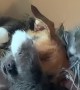 Smoosh the Cat Cuddles With Cornelius the Dog