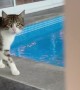 Clumsy Cat Falls Into Swimming Pool