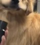 Golden Retriever's Cheeks Flapping at the Groomer's