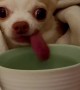 Lopsided Cup Pup