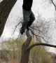 Man Falls Into Water When Swinging Branch Breaks