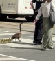 Police Escorting Geese Across a Busy Toronto Intersection