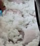 Kids Unzip Cushions and Make Mess of Stuffing