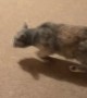 Owner Loudly Scolds Cat Family