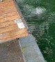 Puppy’s First Swim Lesson Starts With Accidental Flip