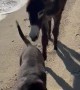 Donkey And Dog Share Lovely Beach Walk