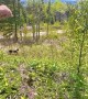 Dog Chases Black Bear Towards Mountain Biker