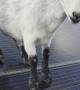 Silly Goat Tap Dancing on Solar Panels Won't Listen