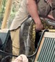 Reptile Zoo Shows Off Obese Anaconda