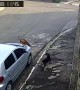 Two Dogs Wrestle On Car Roof