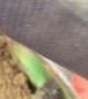 Satisfying Potato Planting