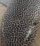 Leopard Catshark