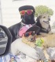 Man Shows Off Stylish Dog Squad