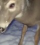 Pickles the Deer Plays in Snow
