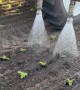 Salad's Satisfying First Shower in the Fields