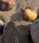 Splitting Open a 180-Million-Year-Old Jurassic Ammonite