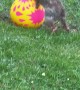 Bunny Plays With Ball
