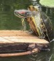Turtle Falls Off Log After Heroic Climbing Attempt