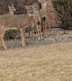 Deer Line Up to Eat From Bird Feeder