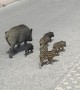 Wild Boar Piglets Prance Through Streets
