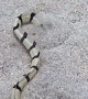 Striped Snake Eel Diving Into Sand