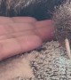 Adorable 4-Day-Old Baby Sloth