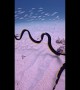 Black and Yellow Ribbon Eel Swimming