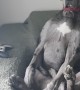 Great Dane Sitting Up Like a Human