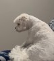 Dog Sits On Sister Sitting In His Spot
