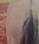 Horse Demands Butt Scratches