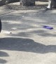 Naughty Monkeys Grab Driver's Food