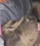 Pitbull's Snoring Keeps Owner Awake