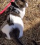 Alpacas Meet a Cat on a Leash