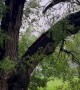 Catching a Tree in the Act of Falling