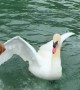 Austin Swan Shows Goldendoodle Who's Boss