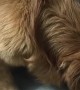Dramatic Golden Feels Deeply Betrayed by His Eye Medicine Spray