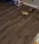 Ducklings Zoom Around House