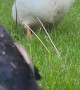 Nightly Peas With Waddling Ducks
