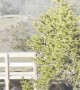 Grizzly Bear Walks Yellowstone Boardwalk