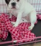My Deaf Dog's Meal Routine