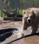 Rescued Himalayan Bear Splashing Water