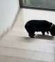 Dog Climbs Stairs Backwards