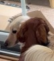 Dachshund Pup Learns From His Sibling