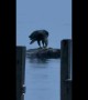 Bald Eagle Swimming With Its Big Catch