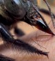 Carpenter Bee on an Electrolyte Hunt